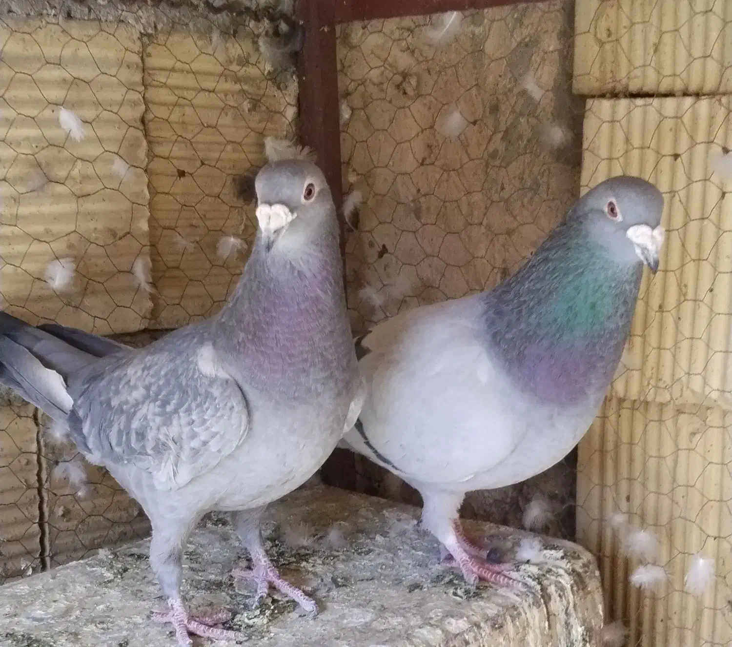 پلاکی|پرنده|خمینی‌شهر, |دیوار