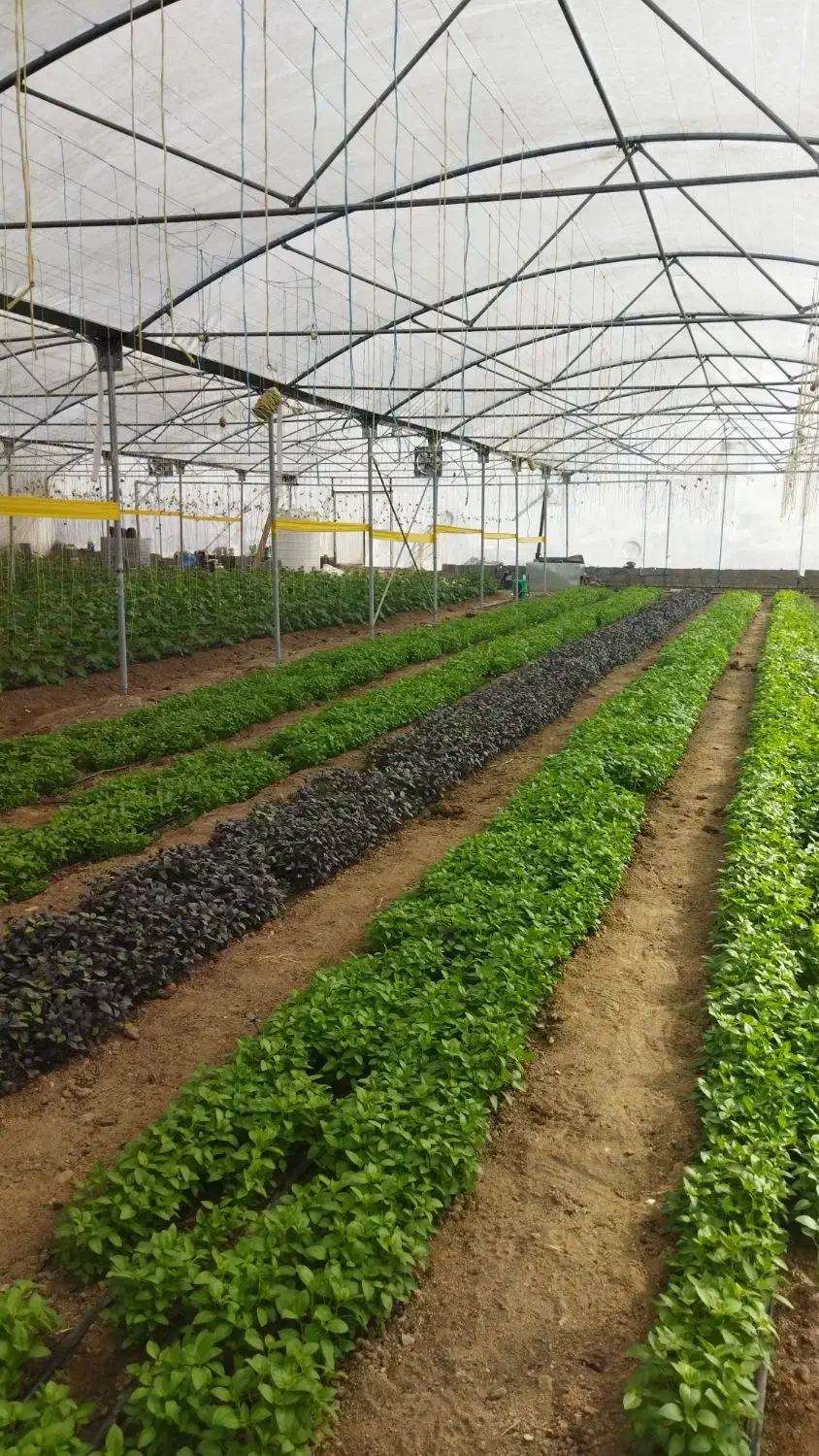 ریحان گلخانه ای|عمدهفروشی|تربتحیدریه, شهرک ولیعصر|دیوار