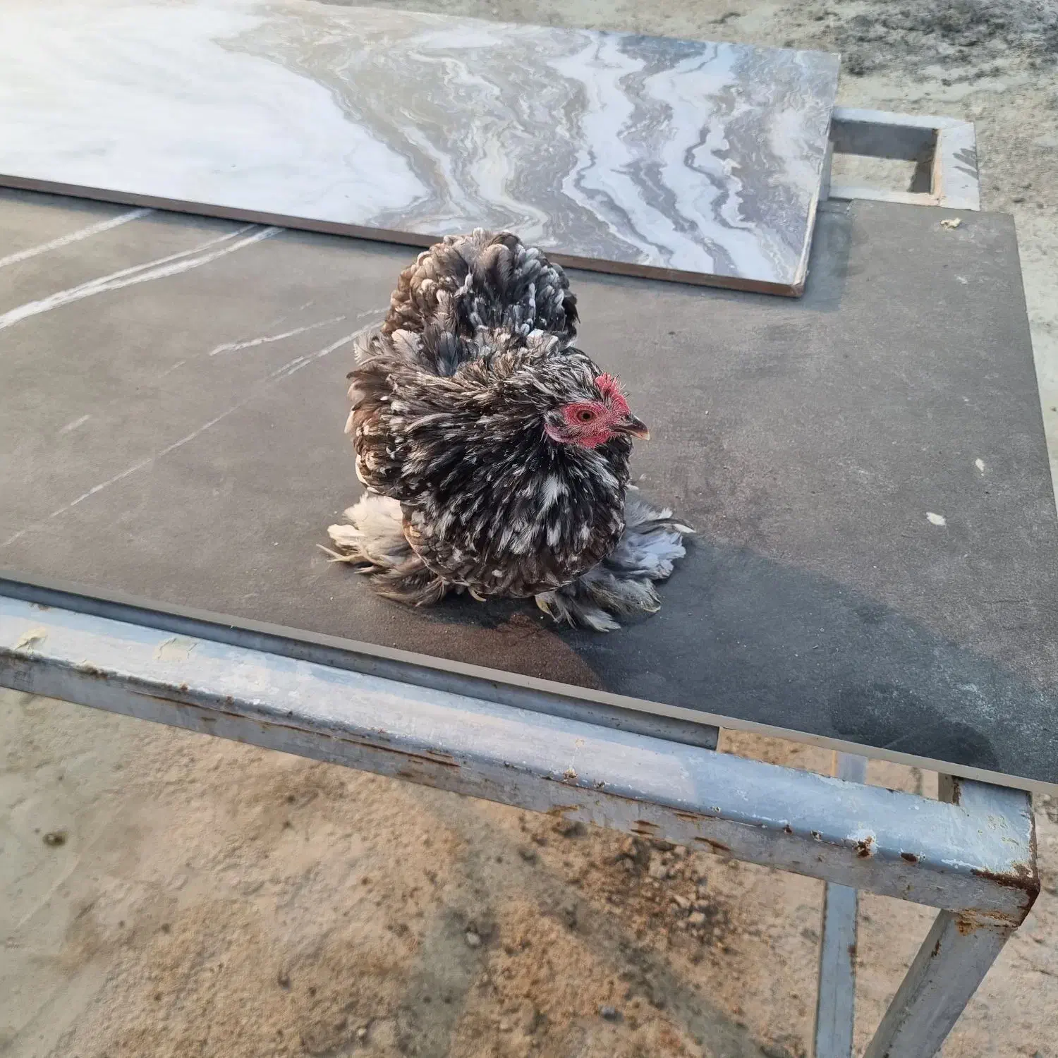 مرغ کوشین|حیوانات مزرعه|کوخرد هرنگ, |دیوار