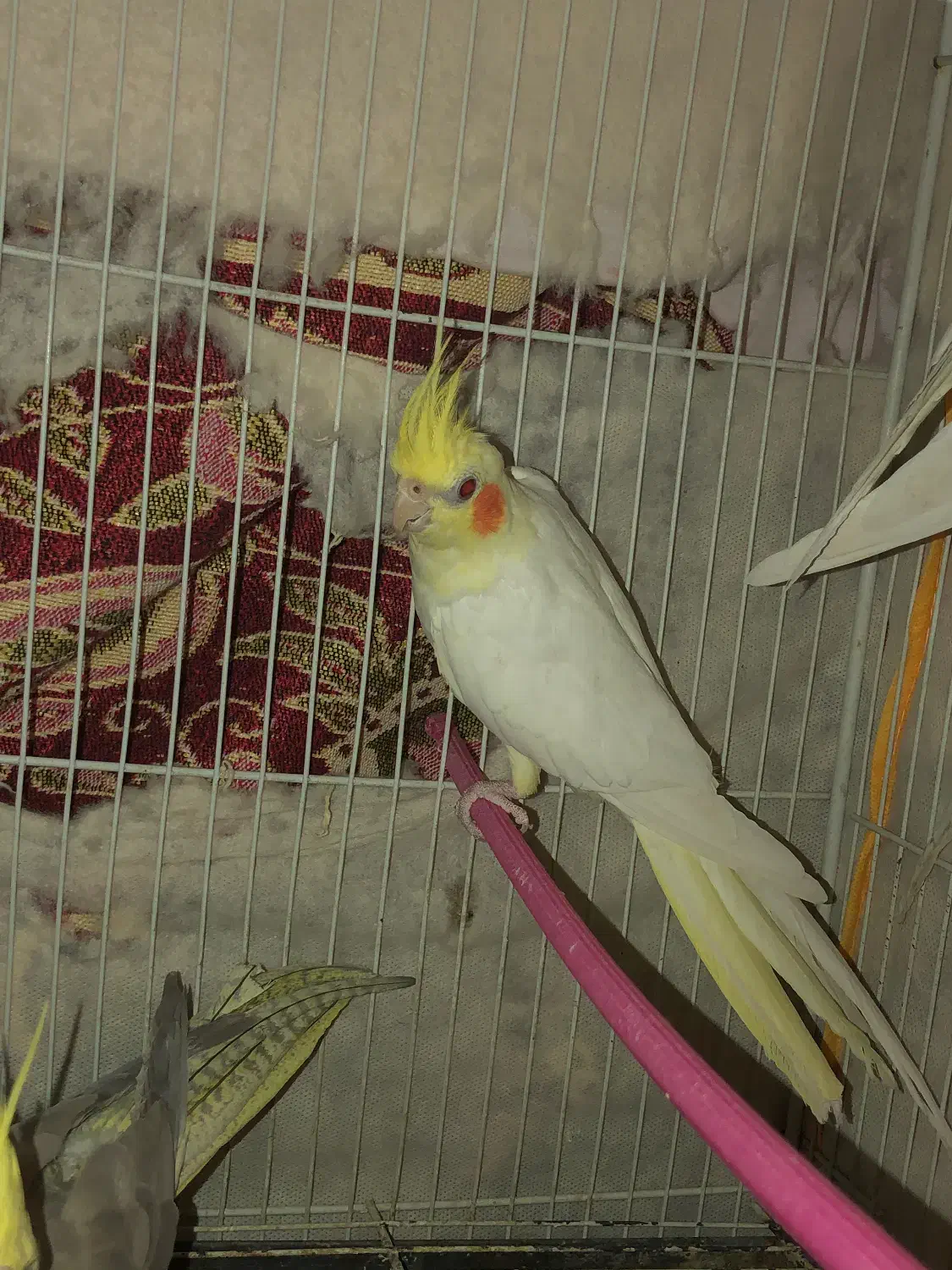 عروس هلندی ،مرغ عشق|پرنده|بجنورد, |دیوار