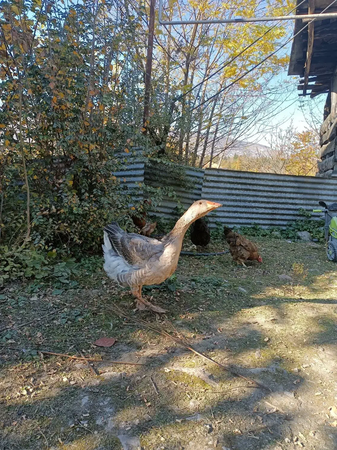 فروش غاز نر|حیوانات مزرعه|کلاردشت, |دیوار