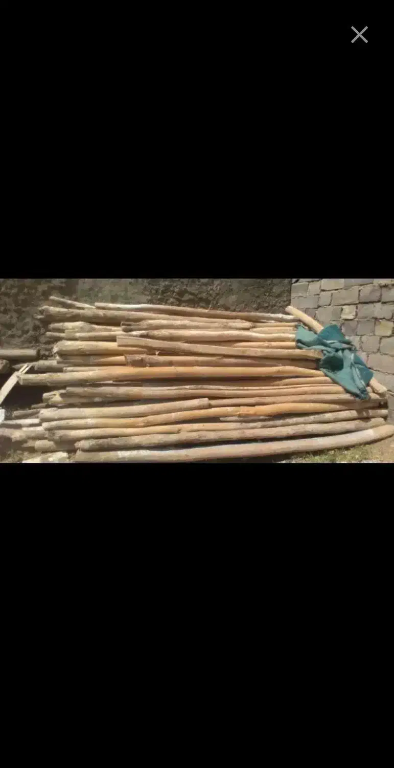 چ وب درآمده اسقف خریداریم سالم وپوسیده|خدمات باغبانی و درختکاری|قیدار, |دیوار