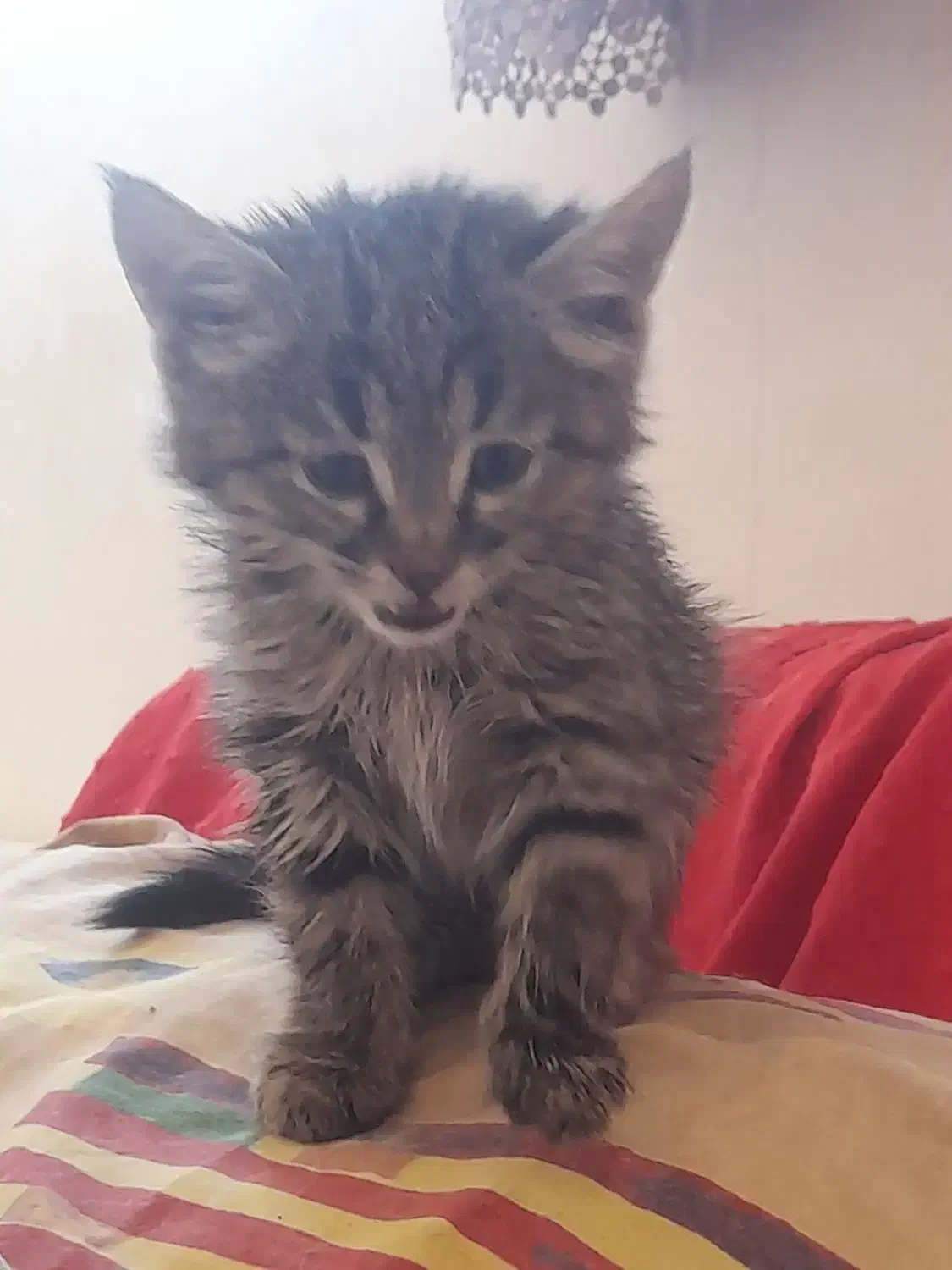 گربه|گربه|صدرا-فارس, فاز ۲|دیوار