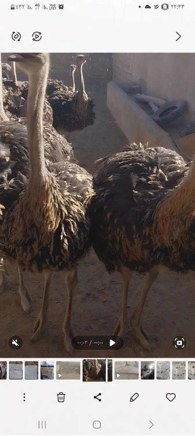 شترمرغ پرواری|حیوانات مزرعه|کوهبنان, |دیوار