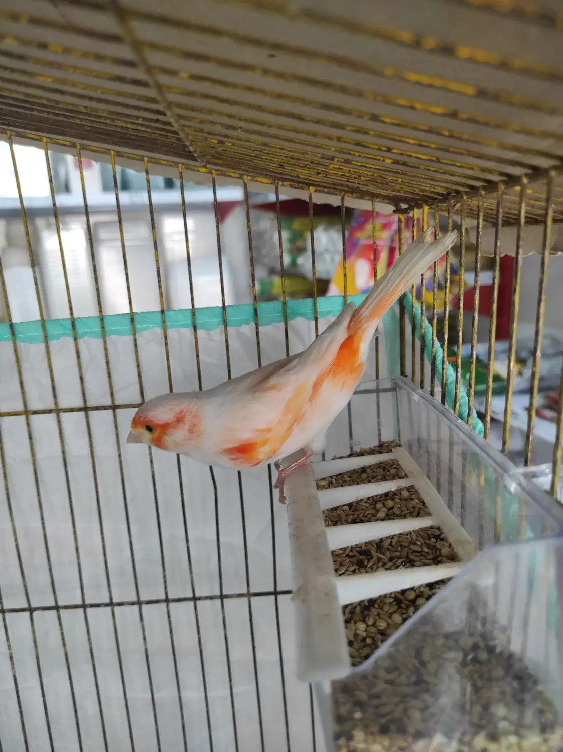 قناری نر مست مست|پرنده|خورموج, |دیوار