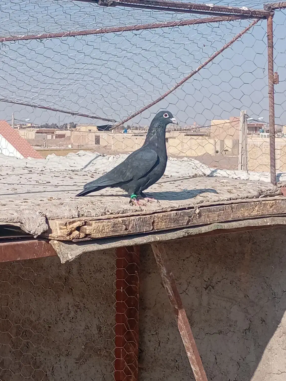 ۲۵۰ ماده کلاغ|پرنده|رفسنجان, |دیوار