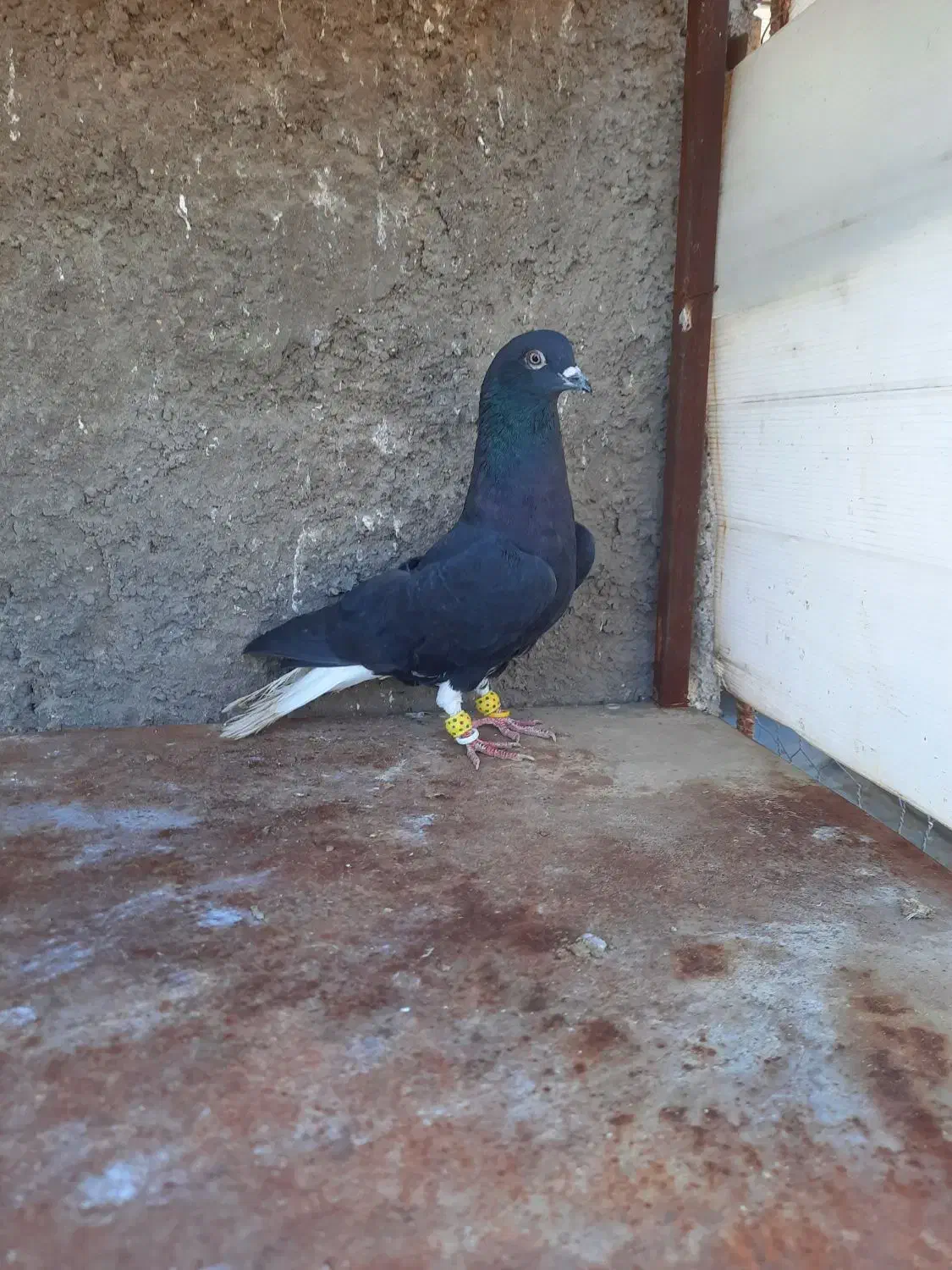 کبوتر رنگی پرنده|حیوانات|قزوین, |دیوار