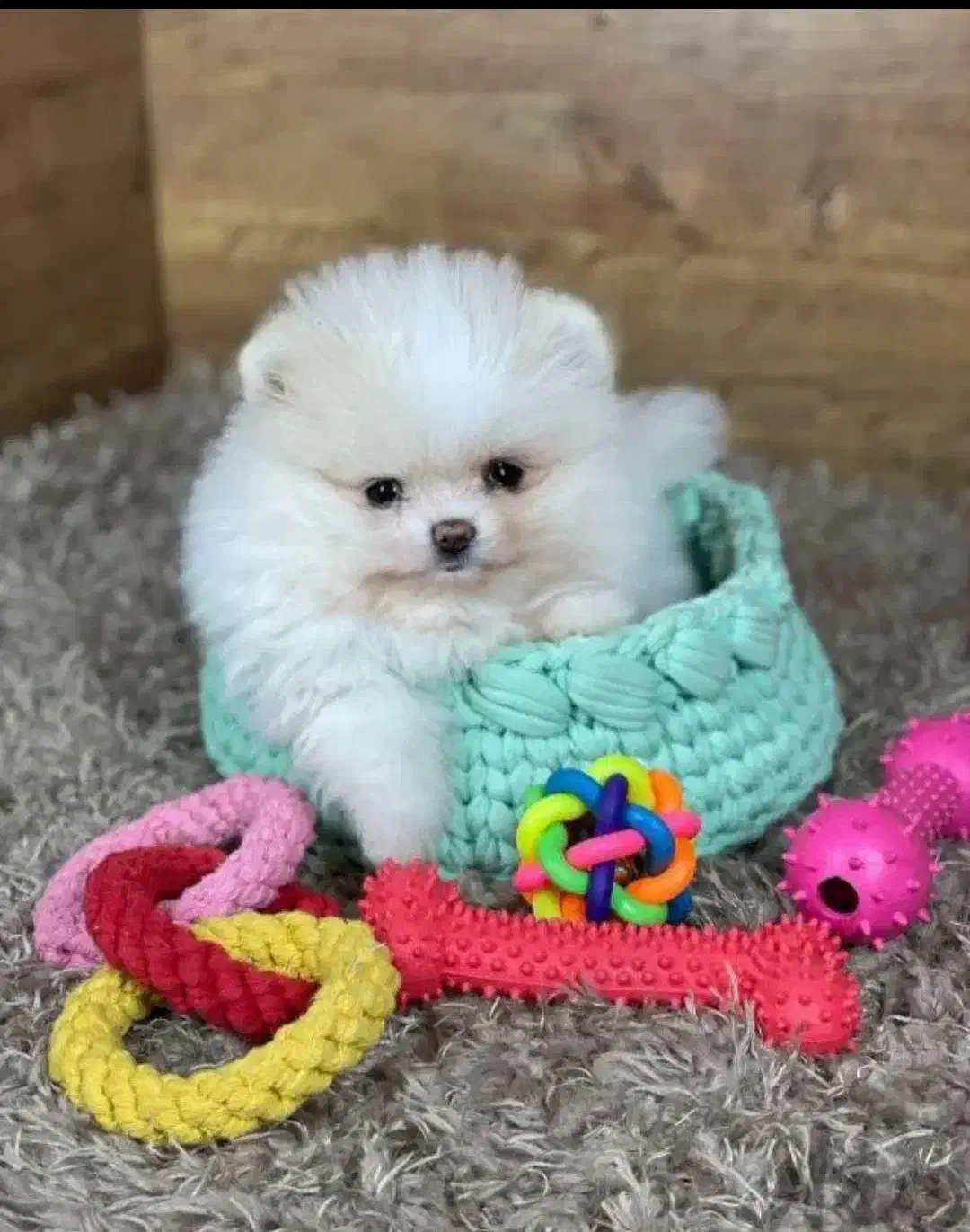 سگ مینی تیکاپ فنجونی %30 off ویژه تا اخر هفته|سگ|اصفهان, شاهد|دیوار