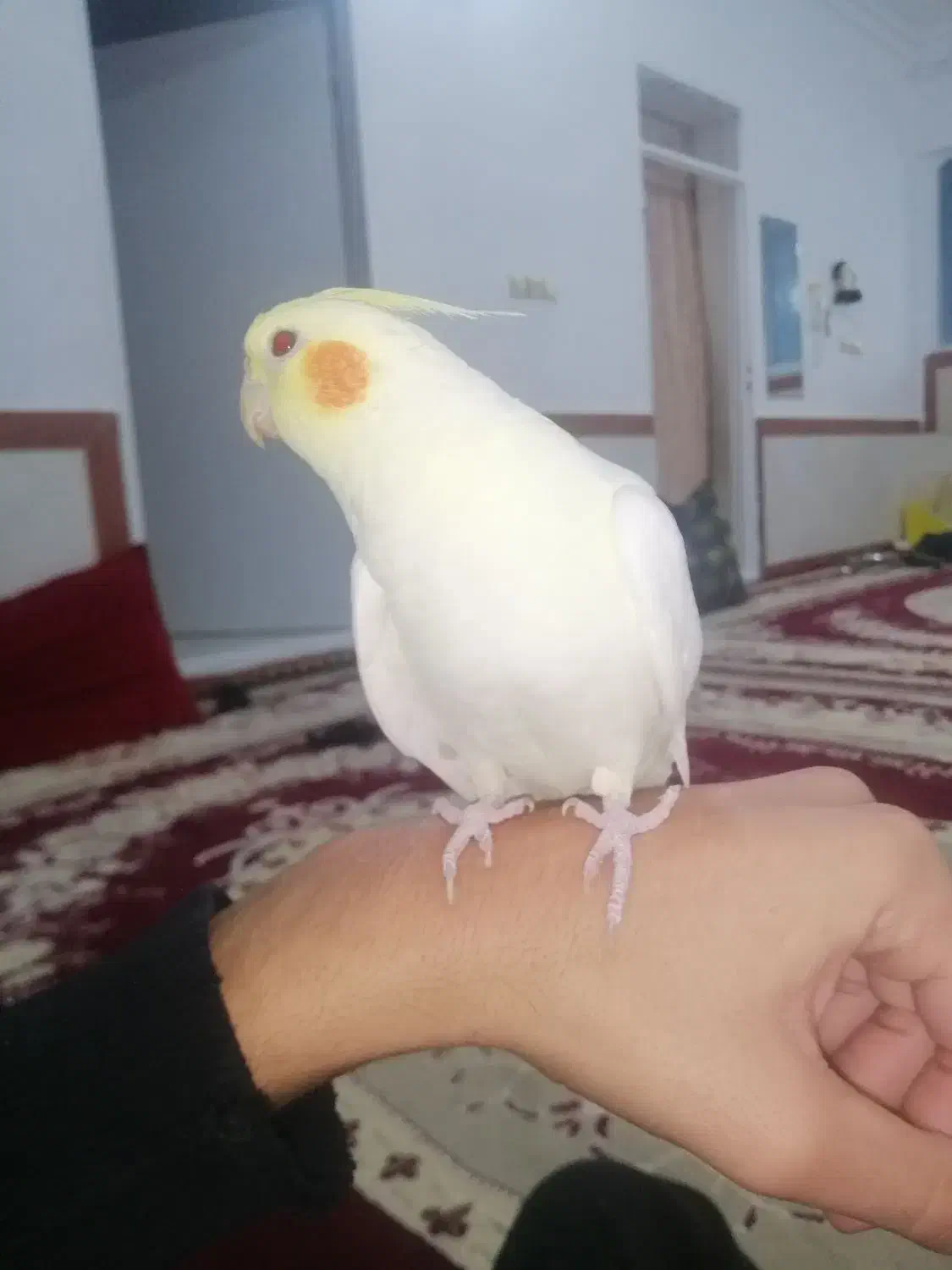 عروس هلندی دستی|پرنده|فرح دشت, |دیوار