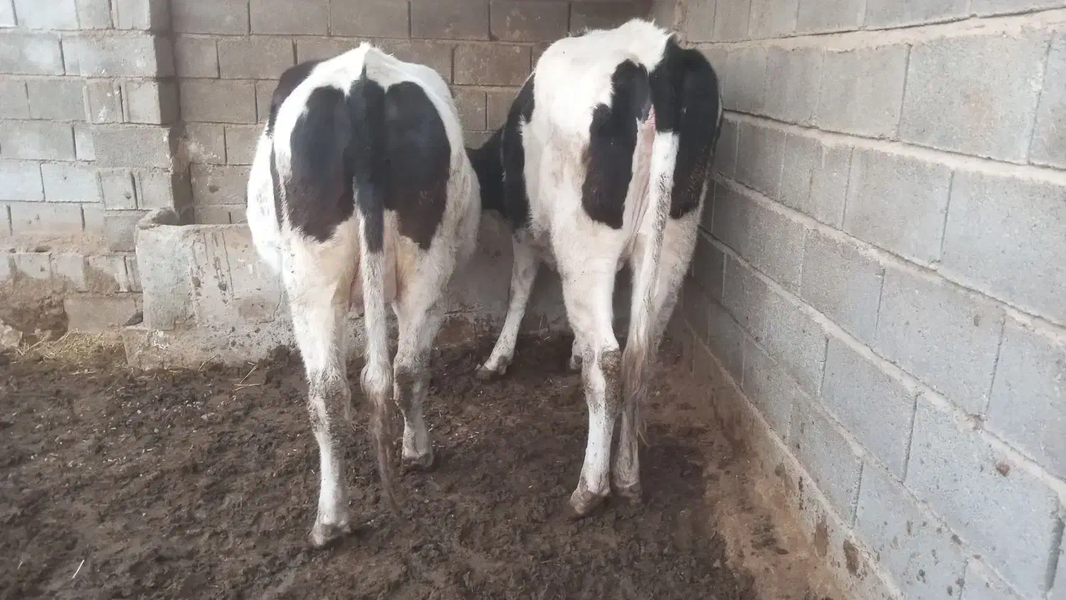 نوبر|حیوانات مزرعه|کوار, |دیوار