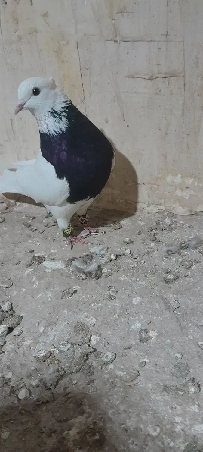 طوقی سیاه نر،ساده سبز نر،کله بادمجان نر|پرنده|قوچان, |دیوار