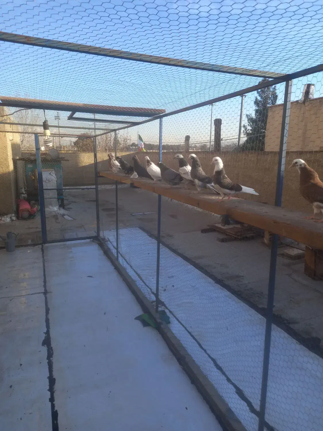 کبوتر جوجه|پرنده|ری, ولی آباد|دیوار