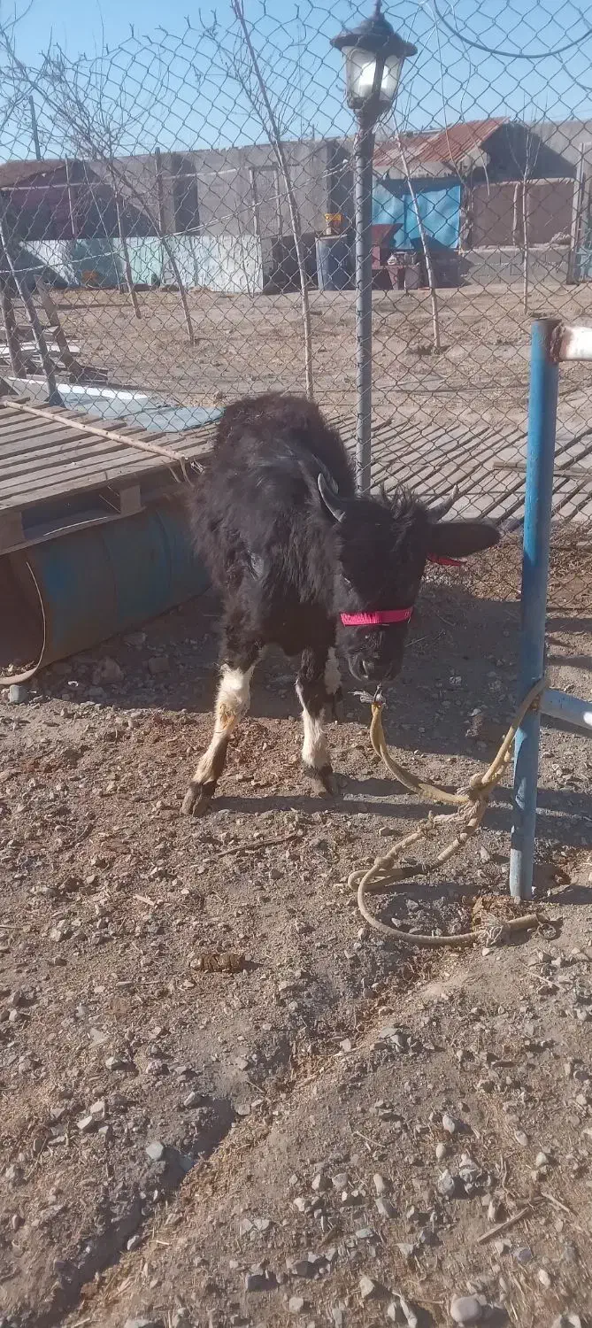 گوساله|حیوانات مزرعه|رباط‌کریم, شهرستانک|دیوار