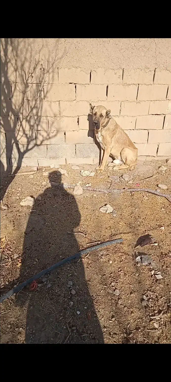 سگ درشت|سگ|نیشابور, شهرآرا|دیوار