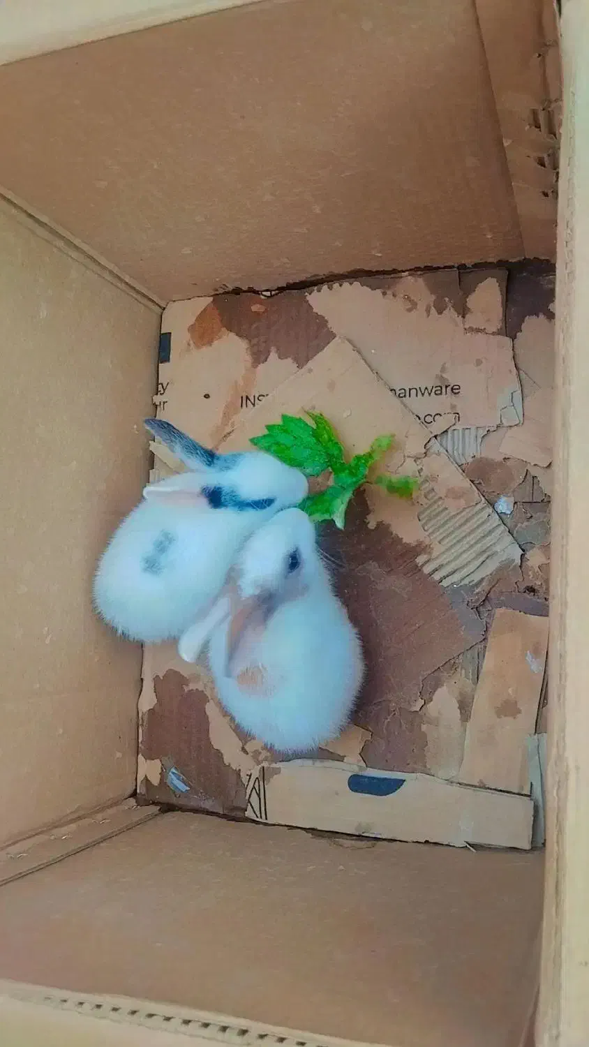 بچه خرگوش سی روزه|موش و خرگوش|پاکدشت, پاکدشت (مامازند)|دیوار