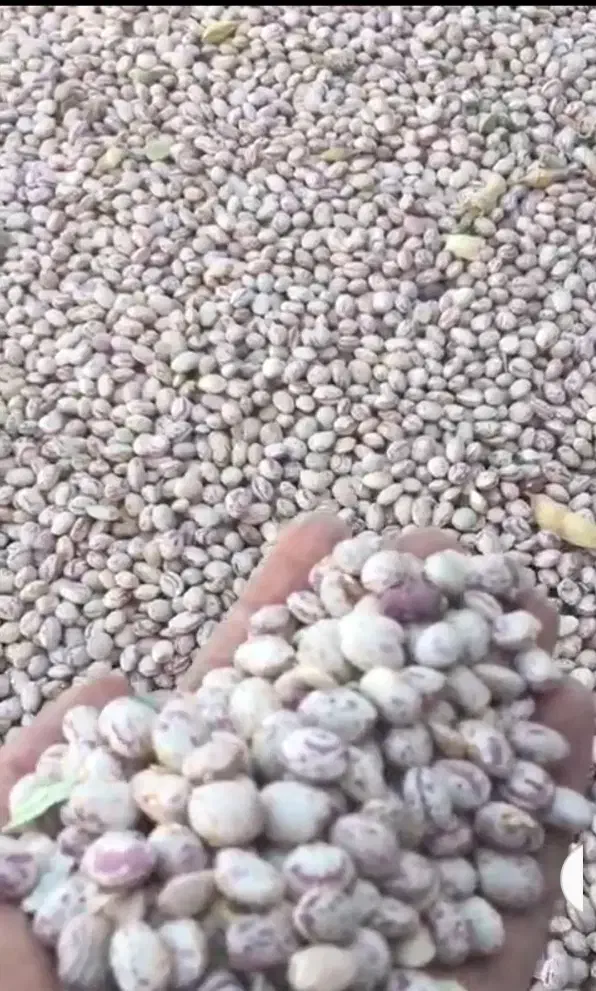 لوبیا چیتی بوجاری درجه یک و بوجار نشده..|خوردنی و آشامیدنی|شیراز, فرهنگ شهر|دیوار