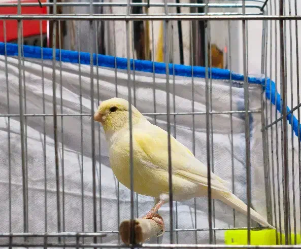 فروش قناری ماده|پرنده|مسجد سلیمان, |دیوار