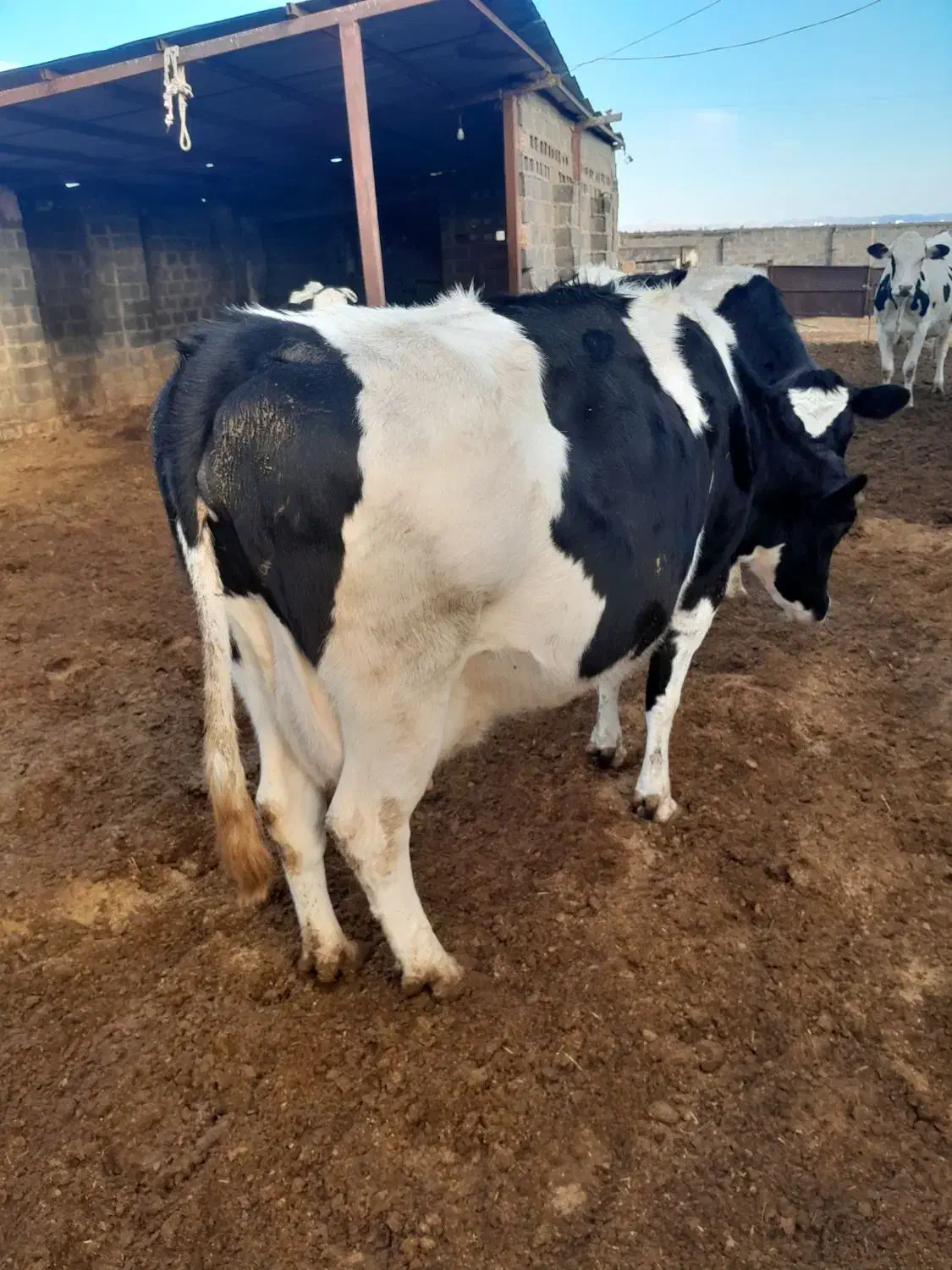 گاو آبستن|حیوانات مزرعه|تربت جام, میان جام|دیوار