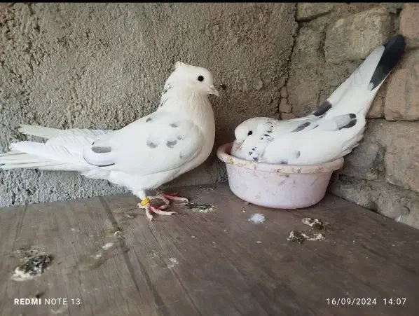 دو جفت نر و ماده|پرنده|گرمسار, |دیوار