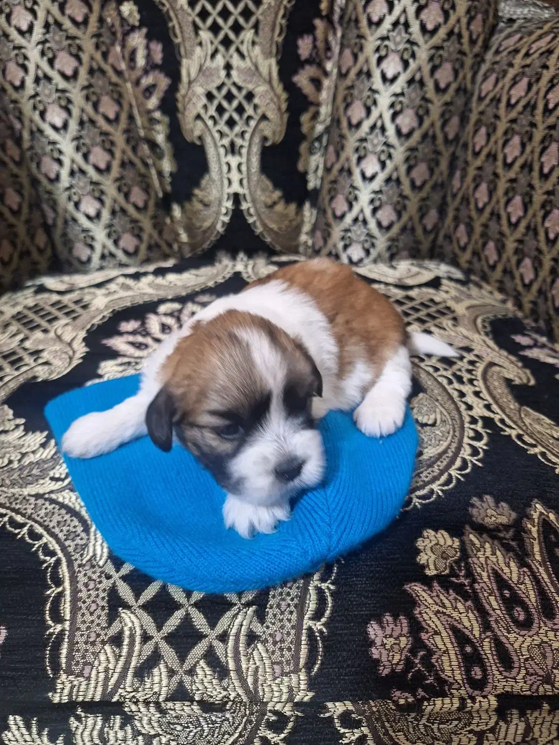 پاپی|سگ|فولادشهر, B9|دیوار