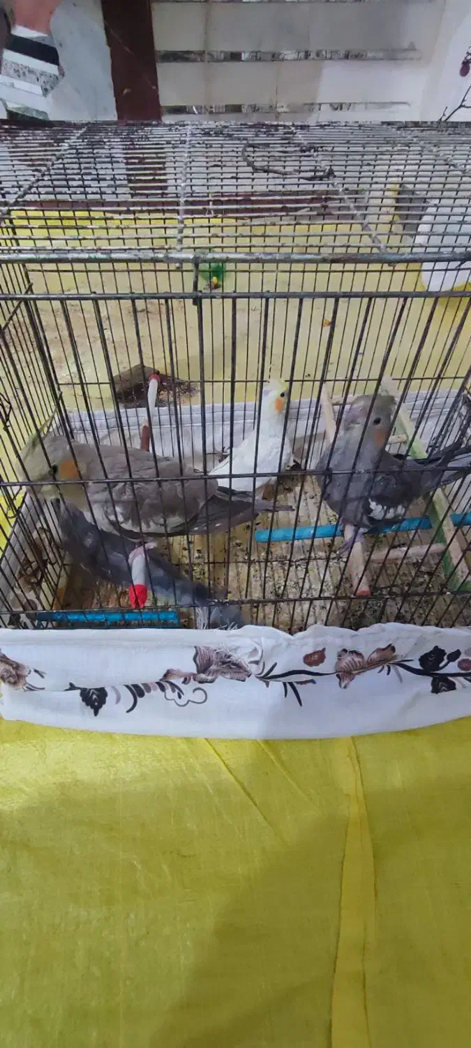 عروس هلندی|پرنده|عجب شیر, |دیوار