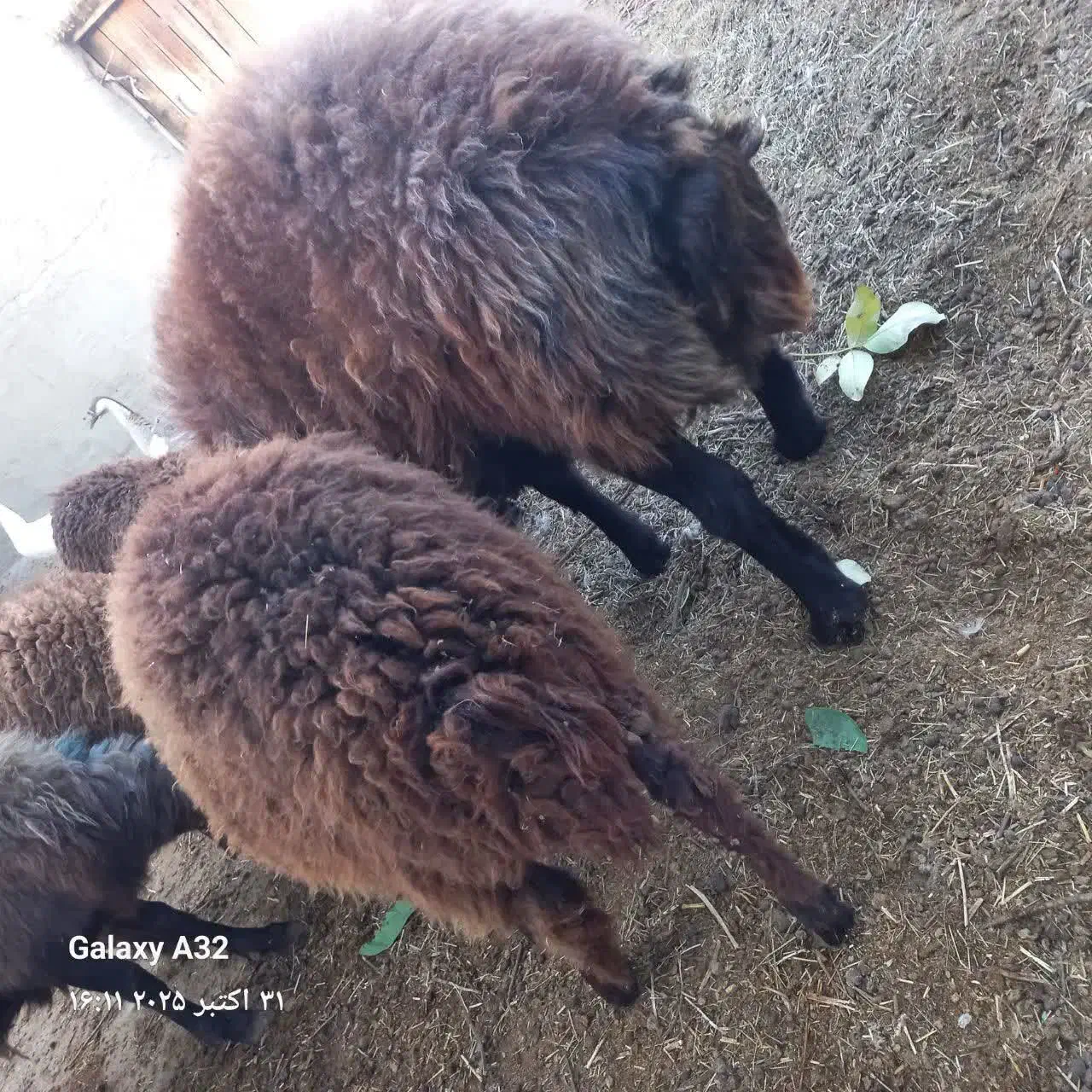 بره نر و ماده پروار۲۰تا60کیلو|حیوانات مزرعه|سمنان, |دیوار