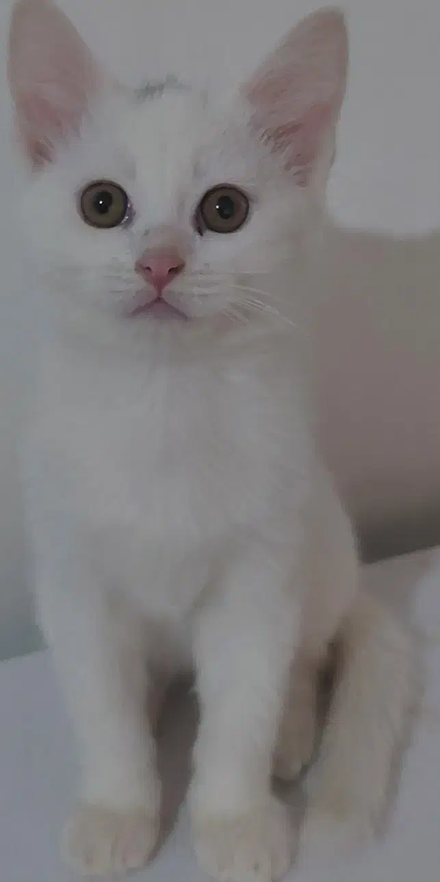 بچه گربه اسکاتیش آنفولد|گربه|بابل, |دیوار