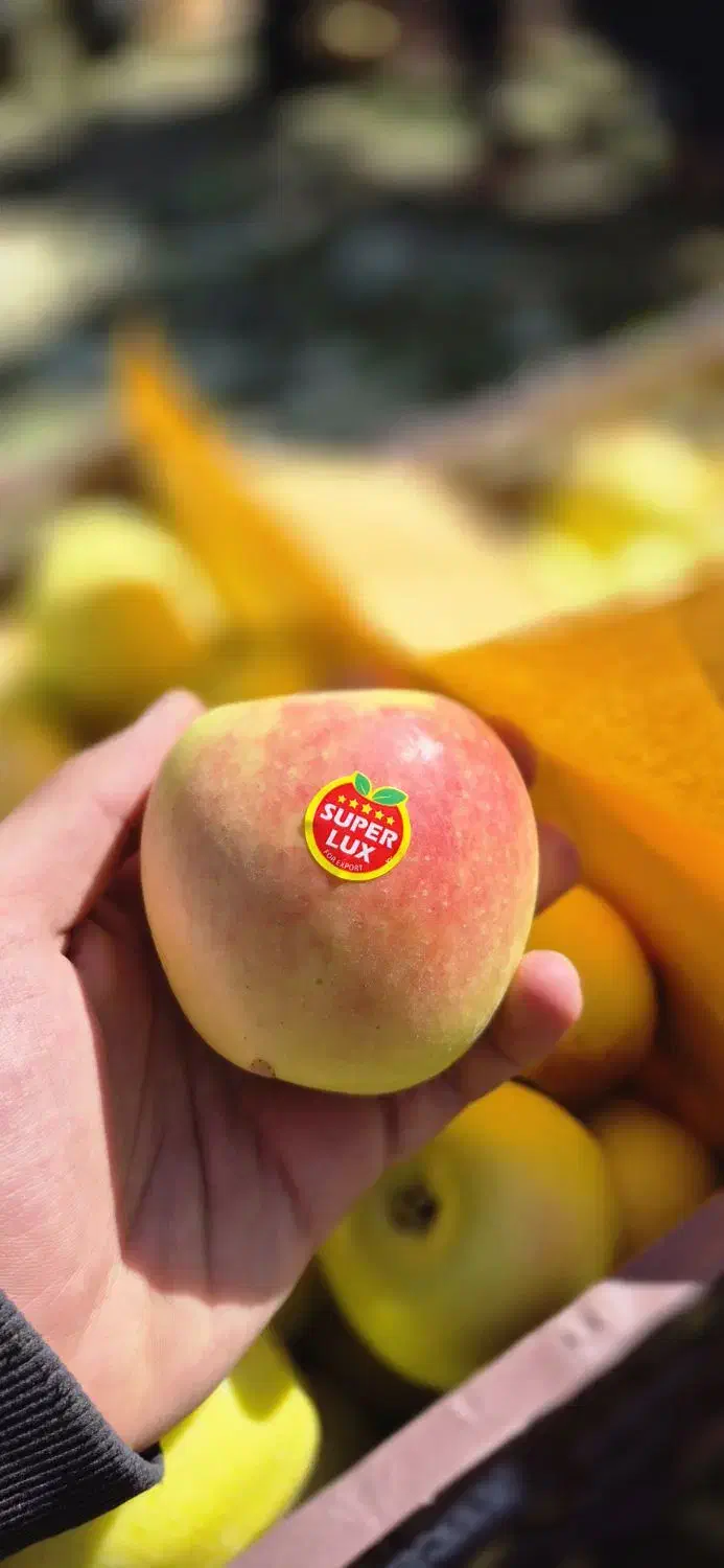 سیب گلدن و رد|عمدهفروشی|سمیرم, |دیوار