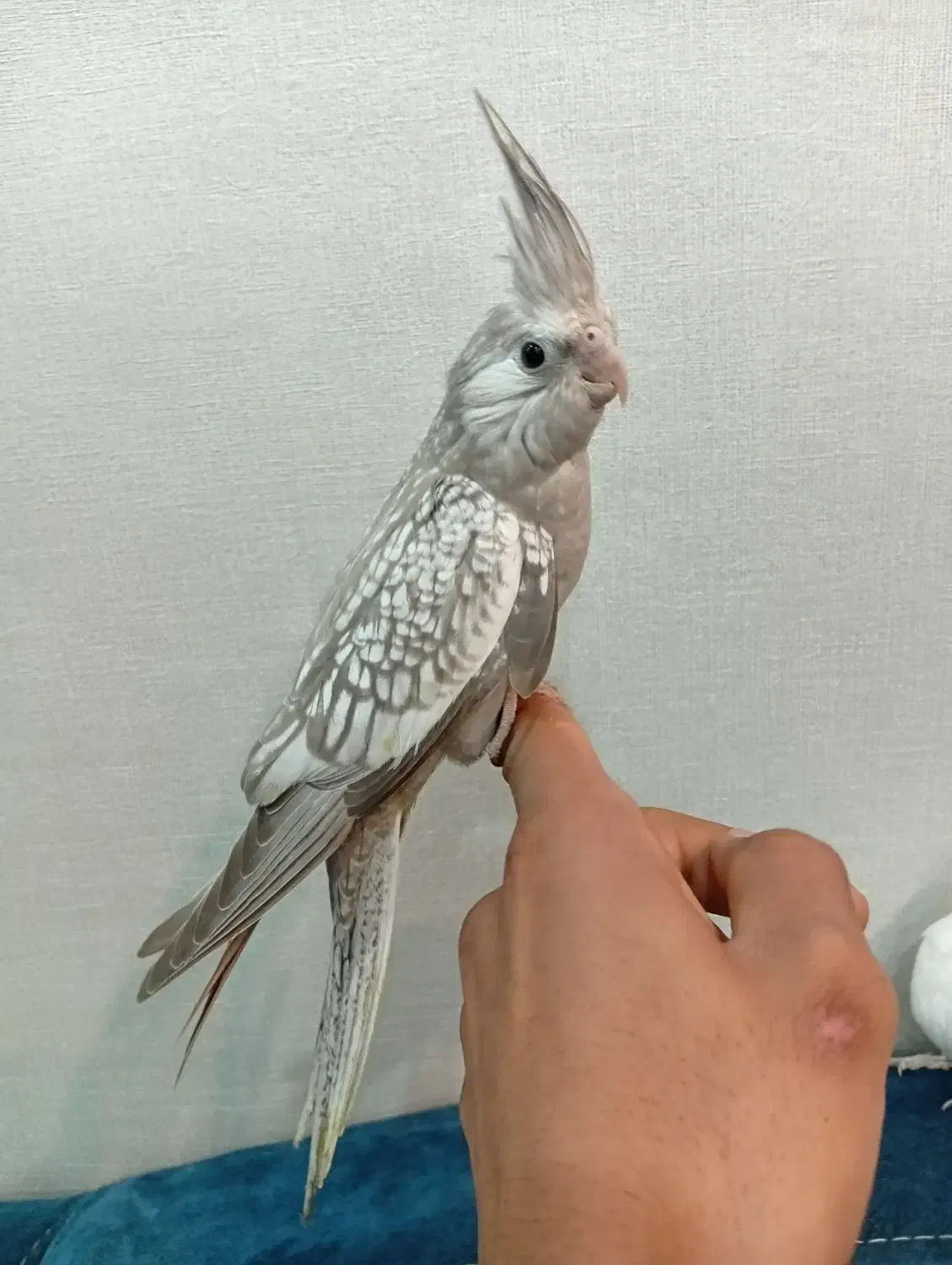 عروس هلندی ی ماده|پرنده|شوشتر, |دیوار