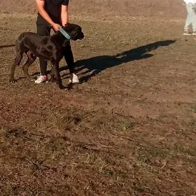 سگ سرابی|سگ|اردبیل, |دیوار