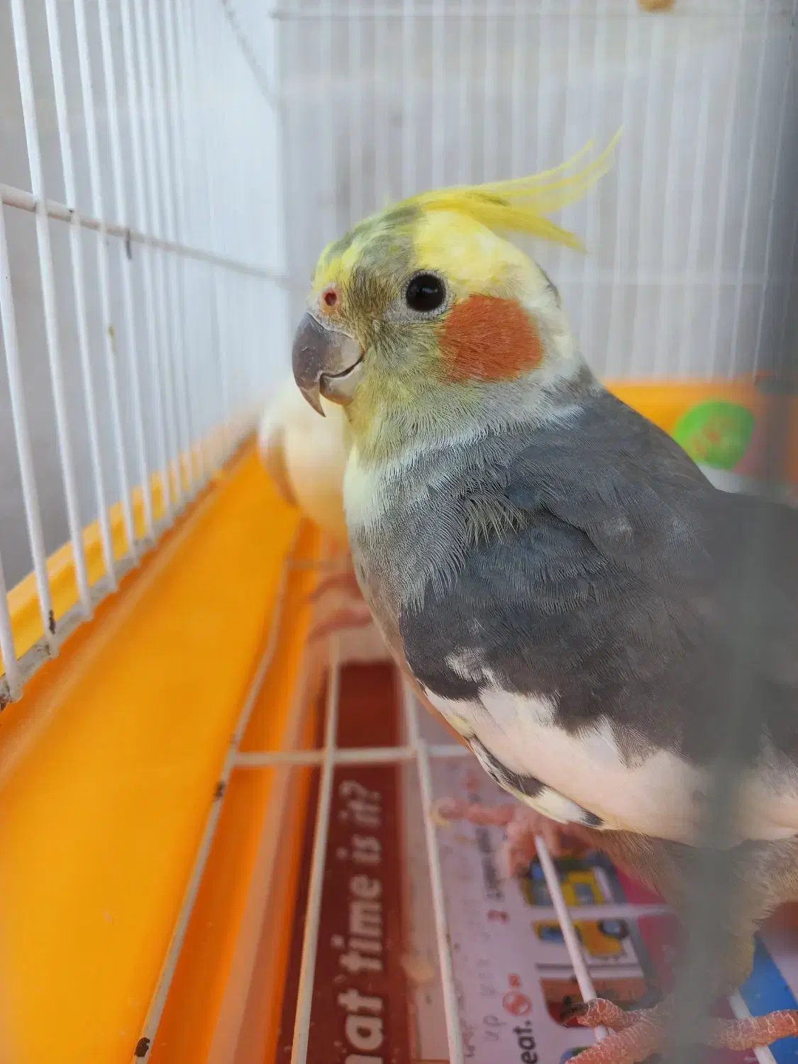 دو جفت عروس هلندی آماده جوجه کشی|پرنده|رشت, گلسار|دیوار