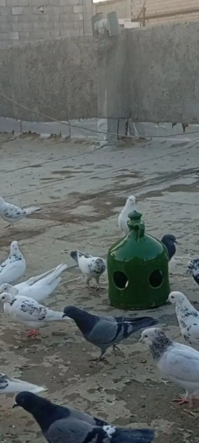 کبوتر|پرنده|پاکدشت, پاکدشت (مامازند)|دیوار