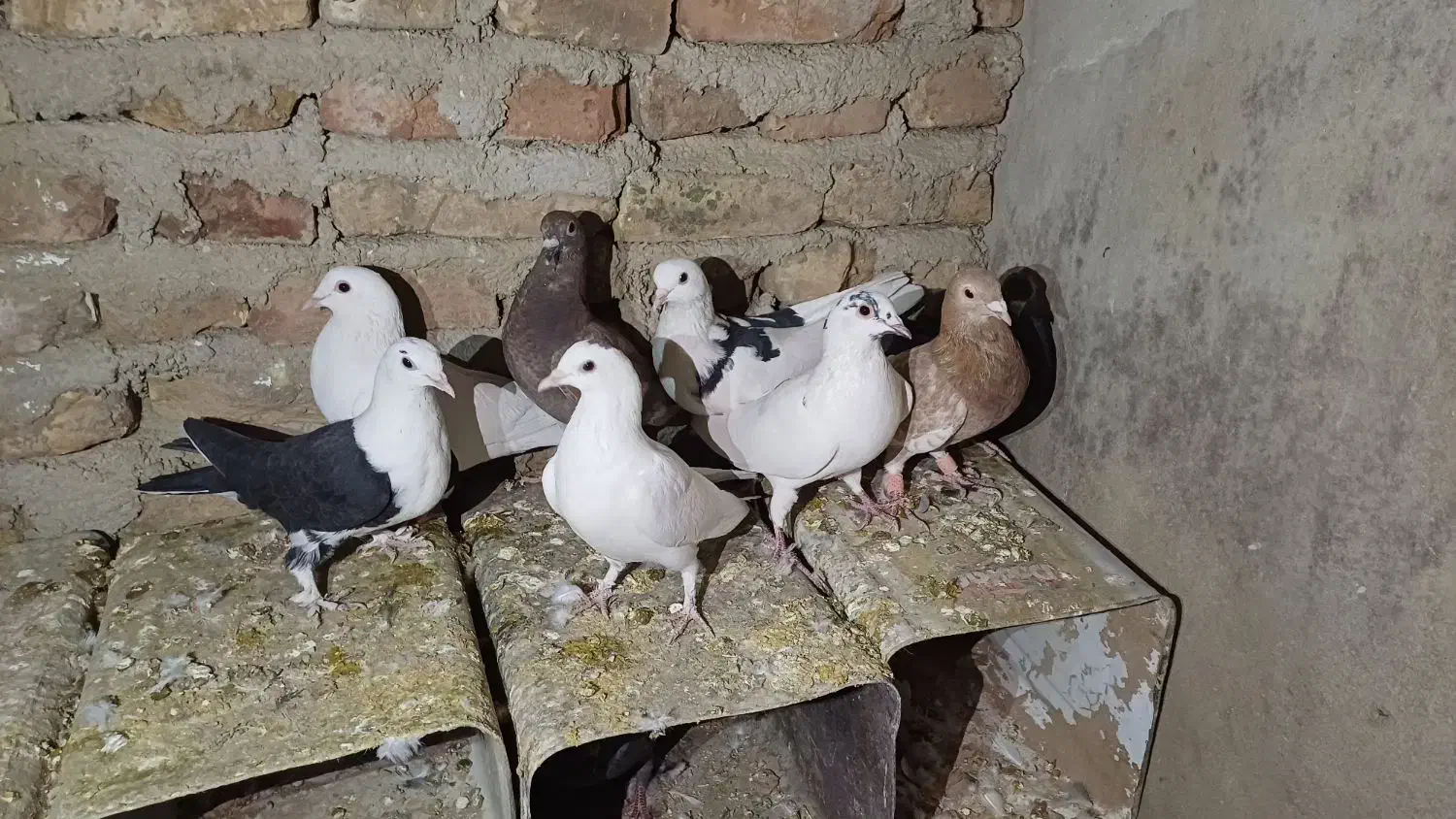 کبوتر|پرنده|طبس, |دیوار