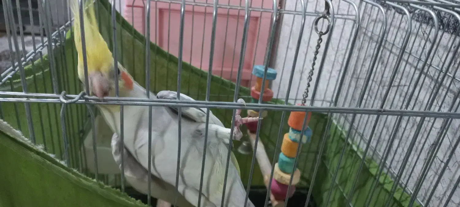 عروس هلندی نر با قفس|پرنده|پاکدشت, حصار امیر|دیوار