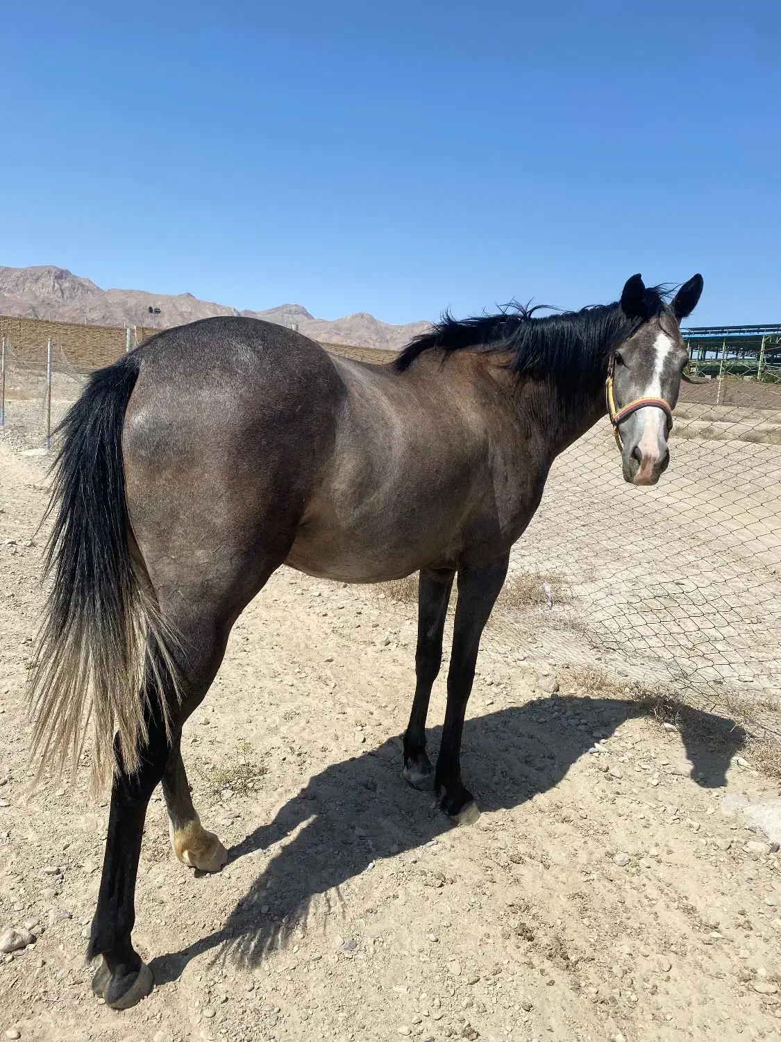 فروس دو راس اسب|اسب و تجهیزات اسب‌سواری|تهران, آرژانتین|دیوار