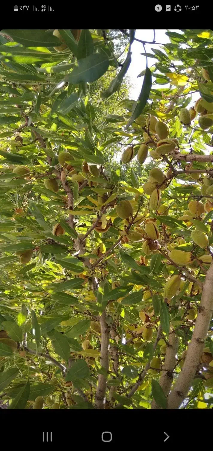 هرس انواع درختان به صورت حرفهای|خدمات باغبانی و درختکاری|سامان, |دیوار