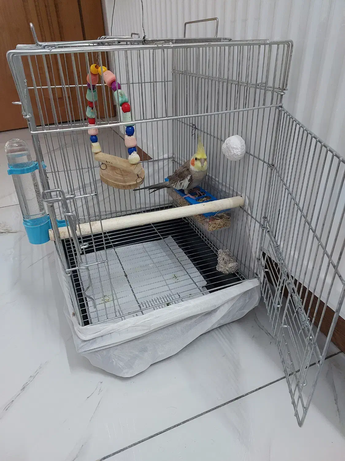 عروس هلندی|پرنده|اصفهان, باغ کاران|دیوار