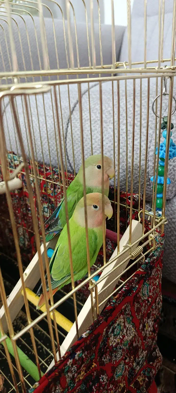 طوطی برزیلی لپ هلویی|پرنده|ملارد, |دیوار