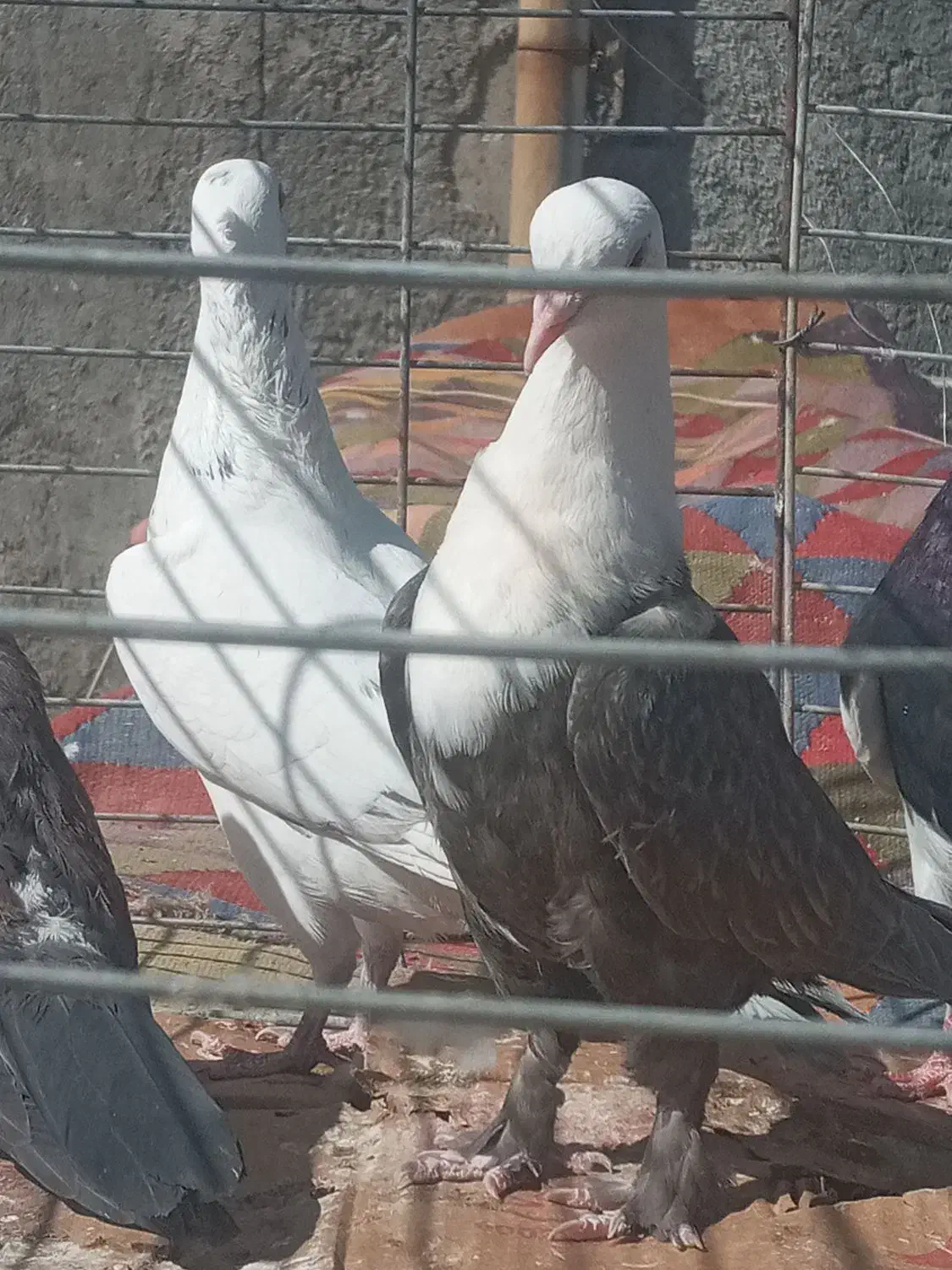 کبوتر رنگی.|پرنده|مبارکه, |دیوار