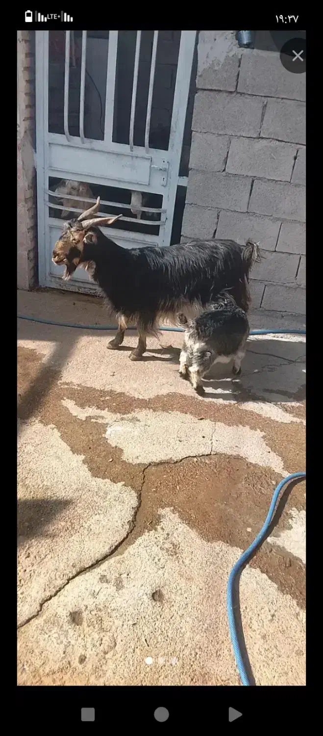 بزو‌بزغاله|حیوانات مزرعه|دزفول, |دیوار