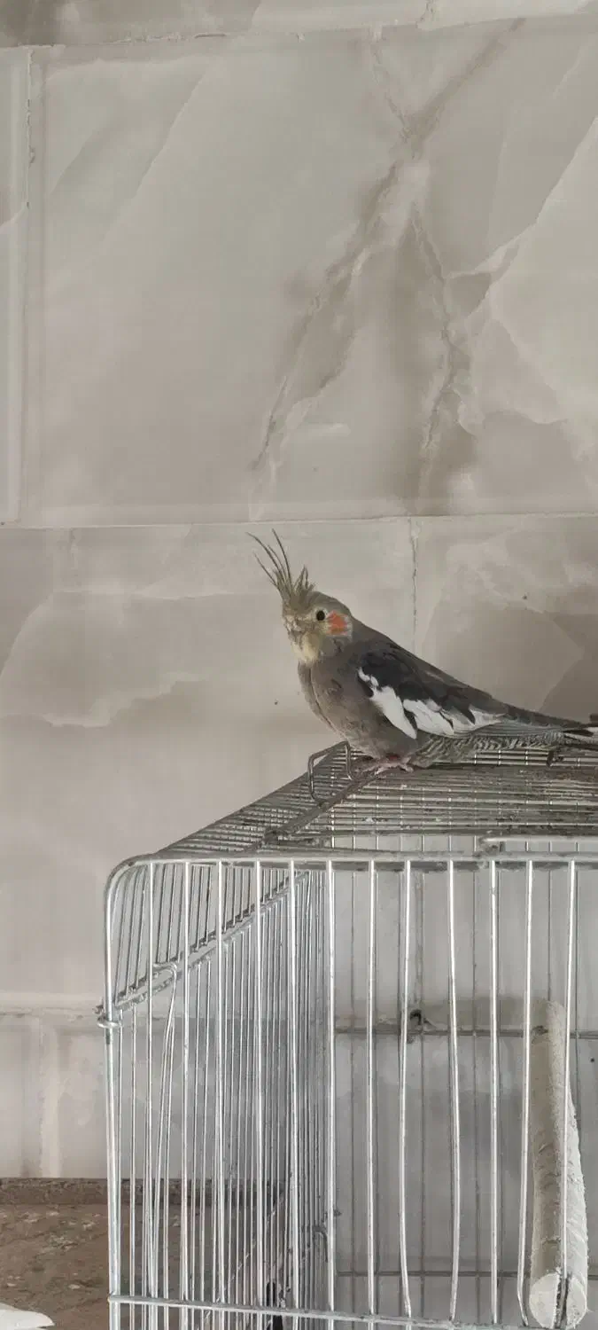 عروس هلندی|پرنده|یزد, |دیوار