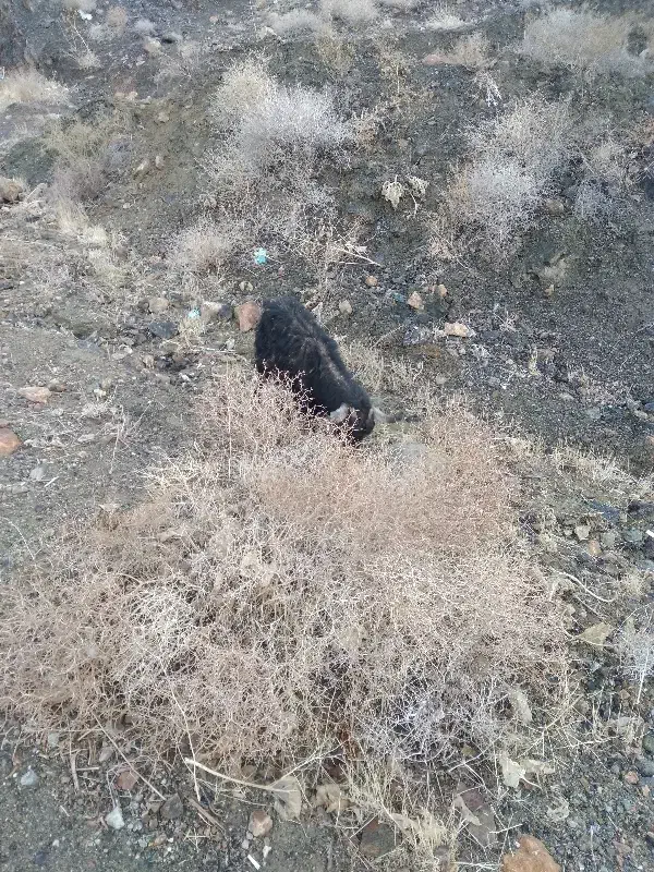 گوسفند|حیوانات مزرعه|بیرجند, |دیوار