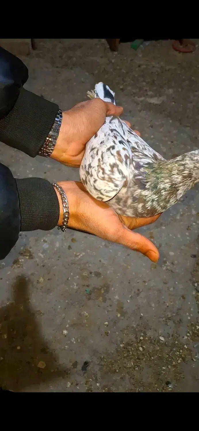 سرور نر|پرنده|لنجان, |دیوار