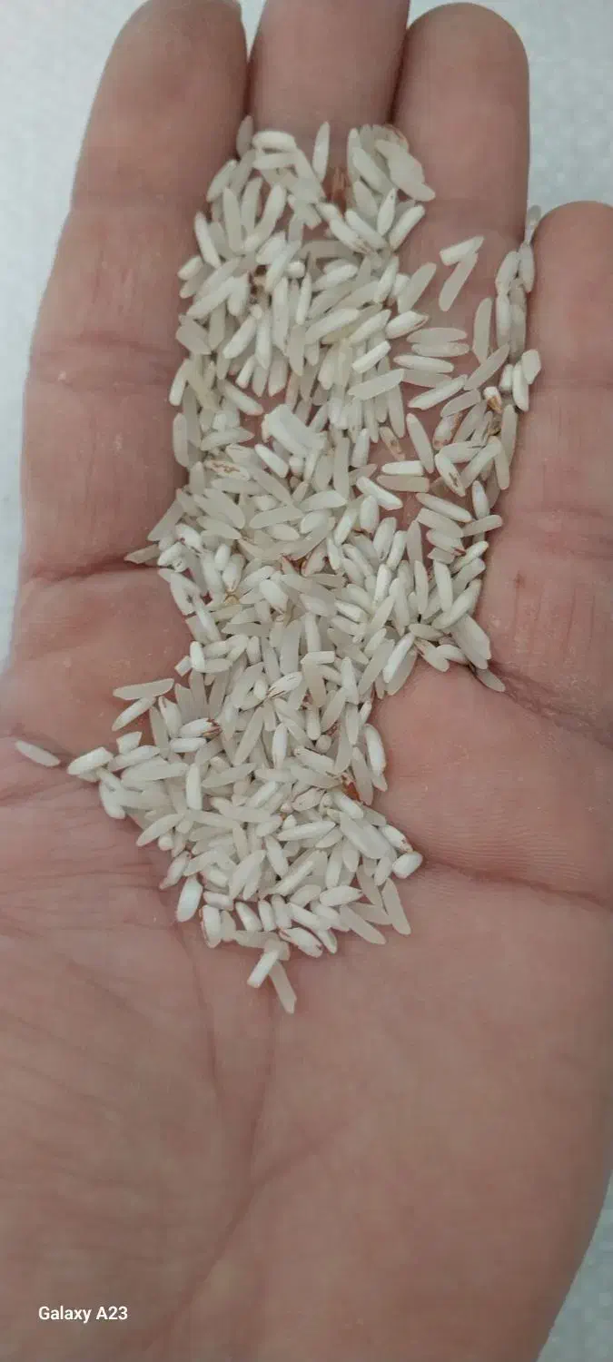 برنج طارم و فجر|خوردنی و آشامیدنی|گنبد کاووس, |دیوار