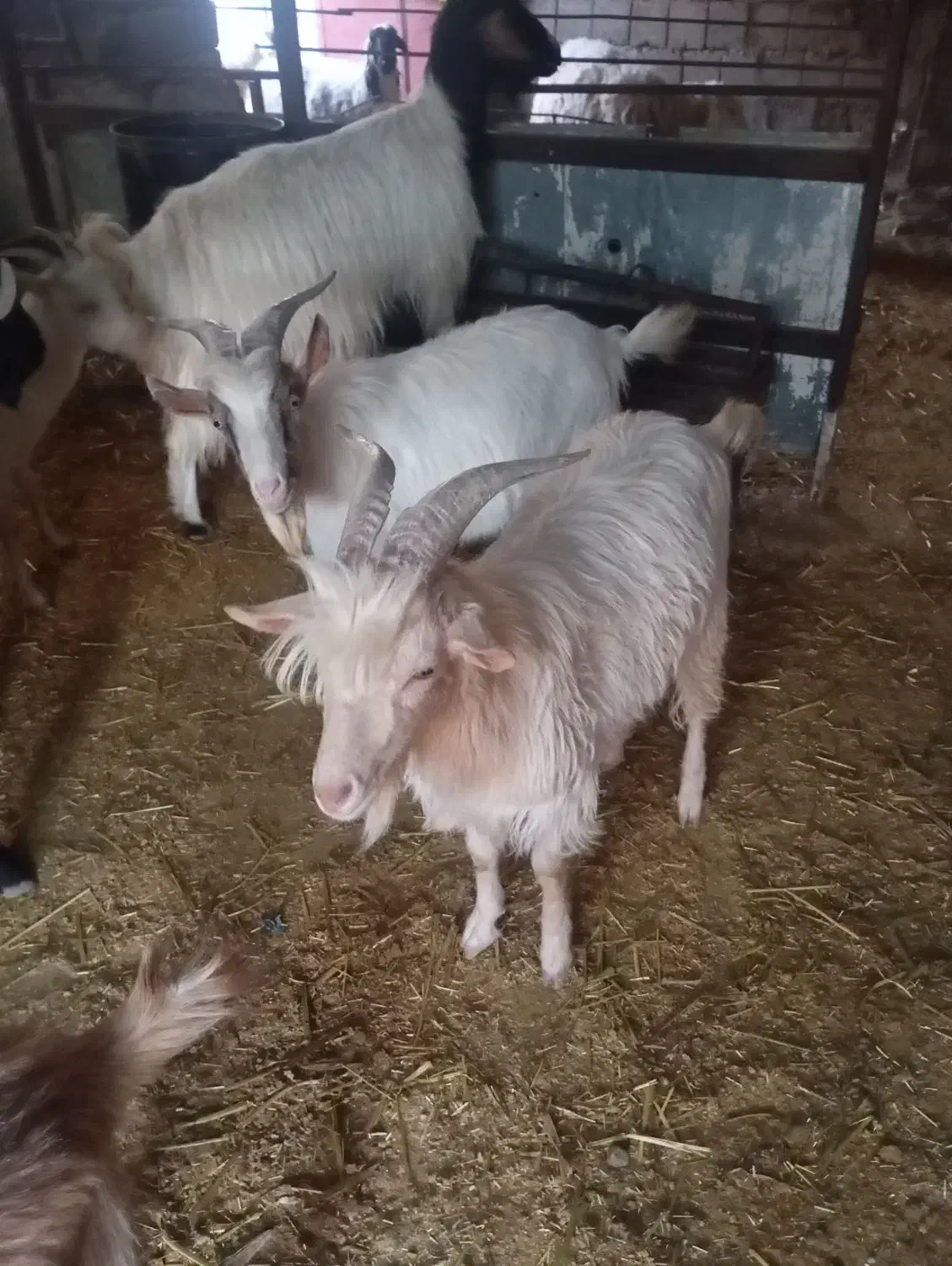 دو عدد چبش|حیوانات مزرعه|خوسف, |دیوار