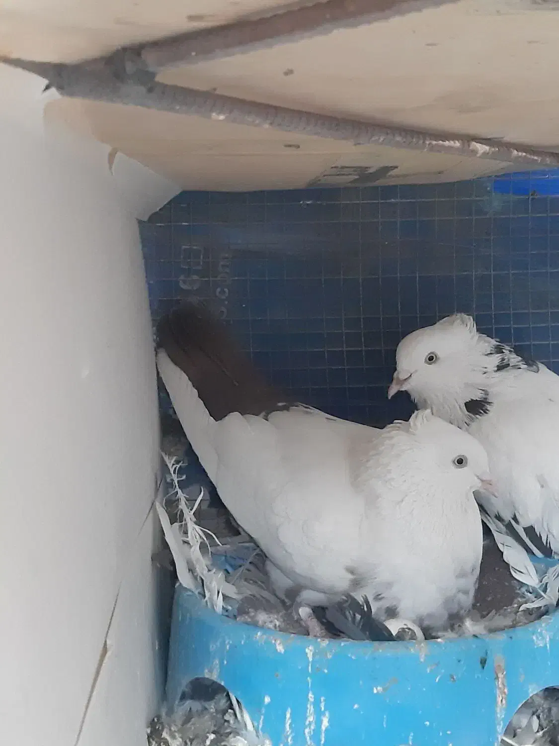 کفتر دمبی|پرنده|بم, |دیوار