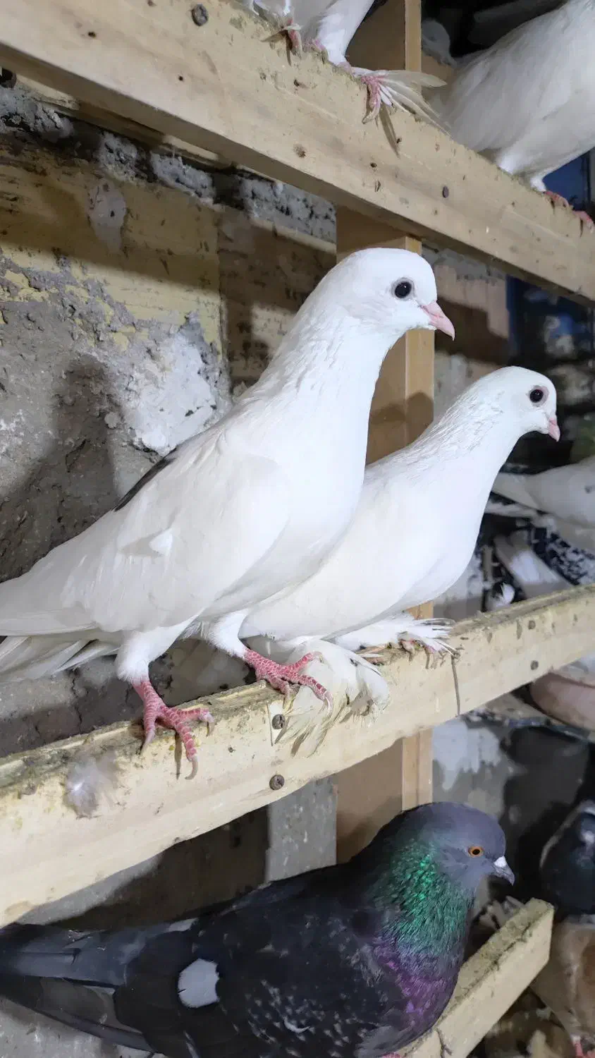 کبوتر|پرنده|قشم, |دیوار