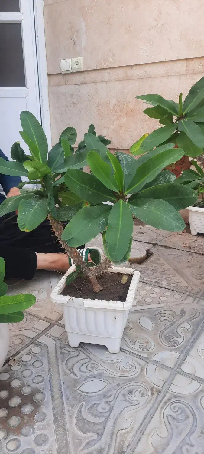 فروش ۴ عدد گل مرجان گل درشت|گل و گیاه طبیعی|بناب, |دیوار