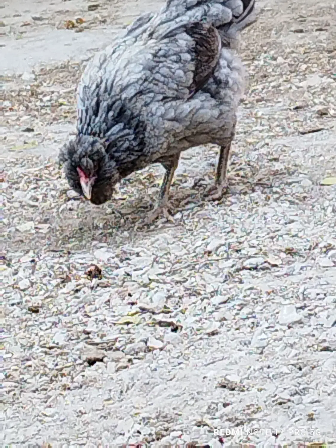 چند عدد مرغ|حیوانات مزرعه|بندر دیر, |دیوار