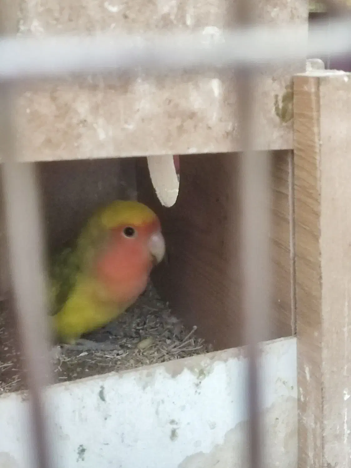 طوطی برزیلی|پرنده|قرچک, زیبا شهر|دیوار